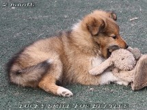 puppies
