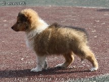 puppies