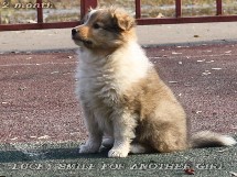 puppies