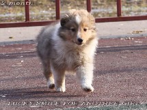 puppies