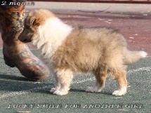 puppies