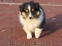 puppies