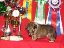 puppies