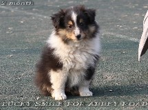 puppies