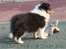 puppies