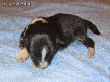 puppies