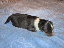 puppies