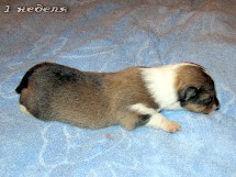 puppies