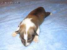 puppies