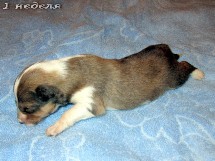 puppies