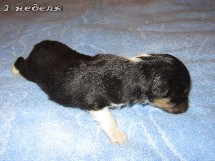 puppies