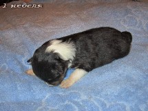 puppies