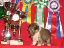 puppies