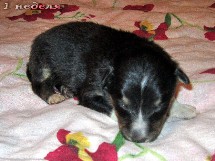 puppies