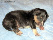 puppies