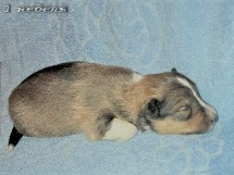 puppies