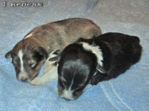puppies