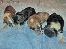 puppies