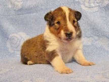 puppies