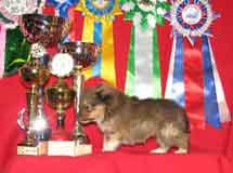 puppies