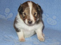 puppies