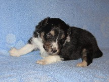 puppies