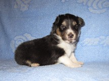 puppies