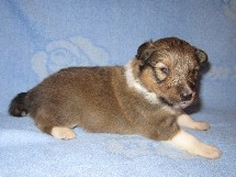 puppies