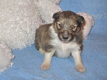 puppies
