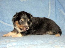 puppies