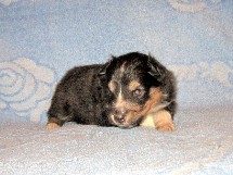 puppies