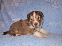 puppies