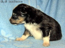 puppies