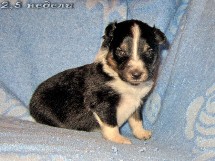 puppies