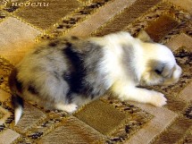 puppies