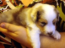 puppies