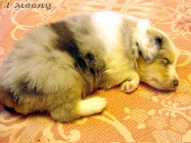 puppies