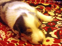 puppies