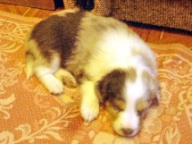 puppies