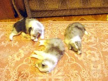 puppies