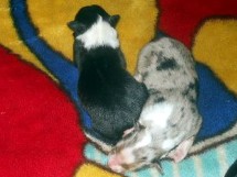 puppies