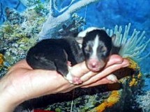 puppies