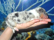 puppies