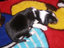 puppies