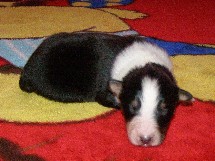 puppies