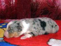 puppies