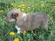 puppies