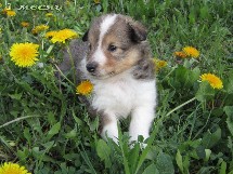 puppies