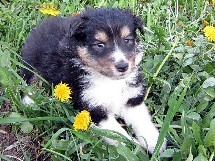 puppies