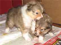 puppies